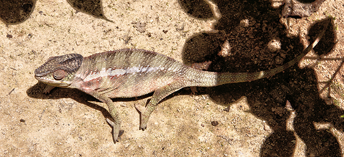 Oustalet's chameleon